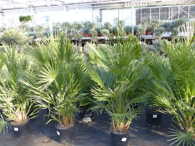 Produktbild von Palme 150 - 180 cm Zwergpalme Chamaerops Humilis, winterhart bis -12°C