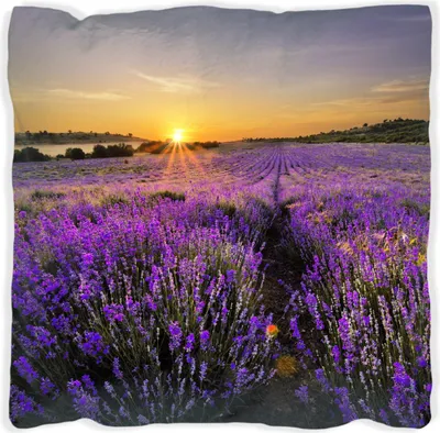 Produktbild von Wallario Premium Kissen, weiche Oberfläche, mit Motiv Sonnenuntergang über dem Lavendel, Größe: 60 x 60 cm, mit weißer Rückseite