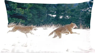 Produktbild von MuchoWow® Zierkissen Sofakissen Wohnzimmer Dekokissen 50x30 cm Wolf - Baum - Tiere - Wohnzimmerdekoration - Polster mit Photo