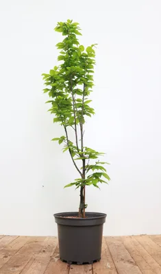 Produktbild von Carpinus betulus 'Lucas', Hainbuche, 60–80 cm