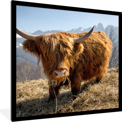 Produktbild von MuchoWow® Gerahmtes Poster Schottischer Highlander - Berg - Schnee 40x40 cm - Poster mit Schwarzem Bilderrahmen Wandposter Rahmen Foto Bilder - Mit Rahmen - Wanddekoration Schlafzimmer