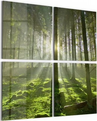 Produktbild von DEQORI Glasbild Echtglas 4x50x50 cm 'Waldlichtspiele' Wandbilder XXL groß