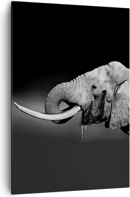 Produktbild von Bild auf Leinwand - Leinwandbild - Einteilig - Elefant Stoßzahn Natur - 70x100cm - Wand Bild - Wanddeko - Wandbilder - Leinwanddruck - Wanddekoration - Leinwand bilder - Wandbild - PA70x100-3443