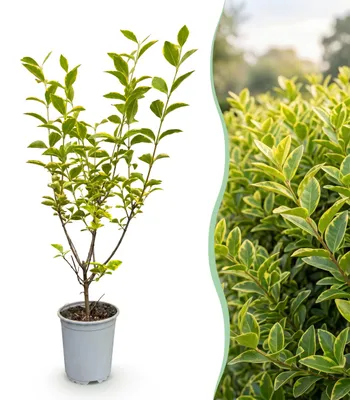 Produktbild von GreenboutiQ - Heckenpflanzen - Ligustrum ovalifolium Aureum - Blätter gelb grün - 8 Pflanzen - 1 laufender Meter - immergrün - Topf 9cm Höhe 35-40cm