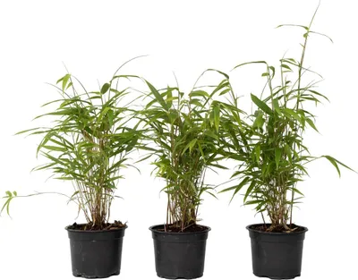 Produktbild von Bambus - 6 Stk - Fargesia papyrifera 'Grex' - Höhe 30-40cm - ⌀13cm