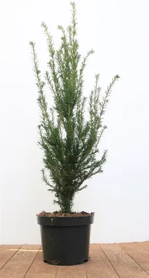 Produktbild von Taxus baccata, Eibe, 50–60 cm, immergrün, robust