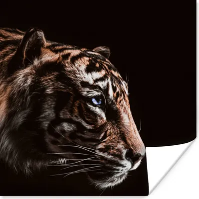 Produktbild von MuchoWow® Poster Tiger - Tiere - Schwarz 30x30 cm - Wandposter - Printing