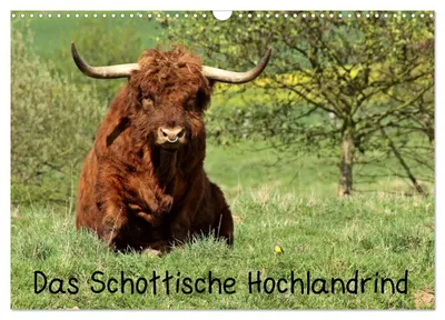 Produktbild von Das Schottische Hochlandrind (Wandkalender 2027 DIN A3 quer), CALVENDO Monatskalender