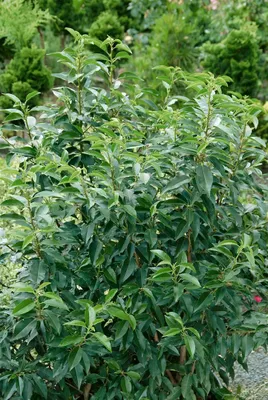 Produktbild von Prunus lusitanica 'Angustifolia', Portugiesischer Lorbeer, 60–80 cm