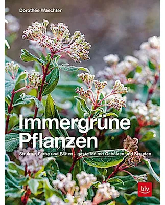 Immagine prodotto di Immergrüne Pflanzen