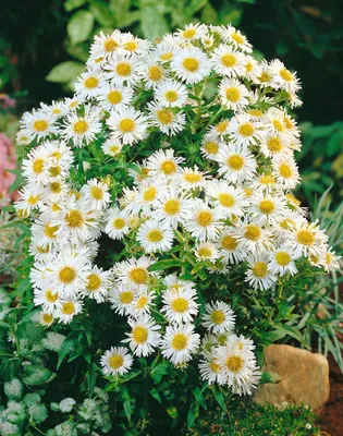 Produktbild von Glattblatt-Aster White Ladies, im Topf - Aster novi-belgii