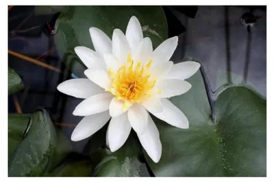 Produktbild von Nymphaea 'Albatros' - im PFLANZKORB - weiße Seerose