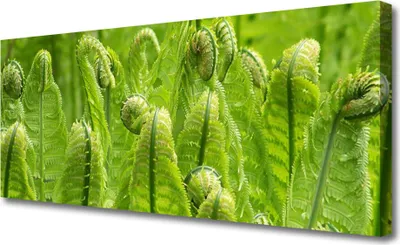 Produktbild von Tulup Leinwand-Bilder 125x50 Wandbild Canvas Kunstdruck Pflanzen Pflanzen