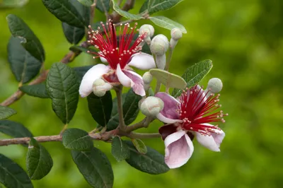 Productafbeelding van Acca sellowiana, ook bekend als Braziliaanse ananasguave, hoogte 50-70 cm, in een pot van 2 liter