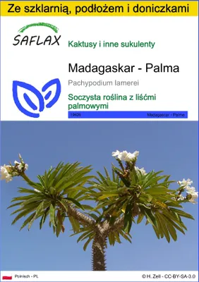 Zdjęcie produktu dla SAFLAX - Zestaw do uprawy - Madagaskar - Palma - 10 Nasiona - Z mini szklarnią, podłożem uprawowym i 2 doniczkami - Pachypodium lamerei