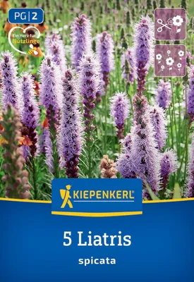 Produktbild von Kiepenkerl Prachtscharte Liatris Blau 5 Pflanzen