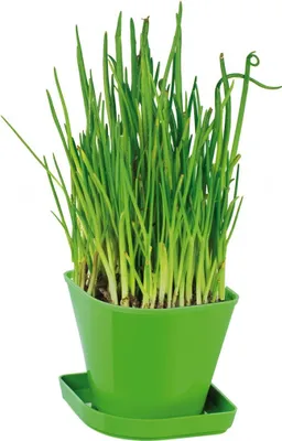 Produktbild von Kräuteranbau-Set SENSE, Schnittlauch