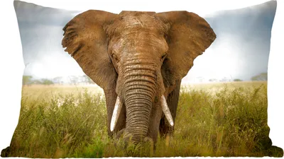 Produktbild von MuchoWow® Zierkissen Sofakissen Wohnzimmer Dekokissen 50x30 cm Elefant - Tiere - Gras - Wohnzimmerdekoration - Polster mit Photo