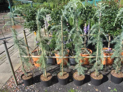Produktbild von Cedrus deodara Eisregen - Himalaya-Zeder Eisregen - 100-125cm
