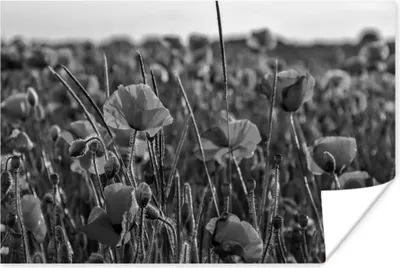 Produktbild von MuchoWow® Poster Blumen - Mohnblumen - Natur - Rot 180x120 cm - Fotoplakat