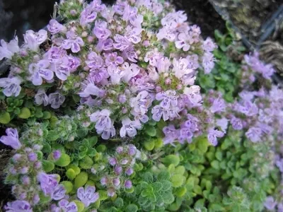 Produktbild von Thymus praecox minor - Teppichthymian - Polsterthymian - 5-Stück