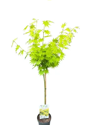Produktbild von Acer shirasawanum 'Jordan' 130–140 cm | Japanischer Gold-Ahorn auf Stamm 80 cm | Winterharter Fächerahorn