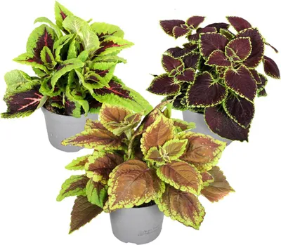 Zdjęcie produktu dla Koleus Blumego - 3 szt - Plectranthus scutellarioides - W25-40cm - ⌀13cm