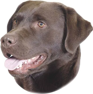 Immagine prodotto di Adesivo Nobby Labrador marrone