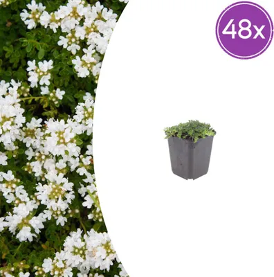 Image de Thymus praecox 'Albiflorus' | 48 pièces - 10-25cm - Ø9cm - Plante de jardin