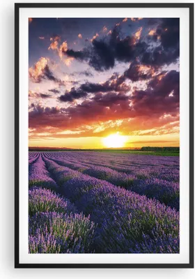 Produktbild von Gerahmtes Poster - Schwarzer Rahmen - Lavendel Berge Feld - 61x91,5 cm - Wand Bild - Wanddeko - Wandbilder - Kunstposter - Wandposter - Bilderrahmen - Bilder - Kunstdruck - Wandbild - P2BPA61x91-3816