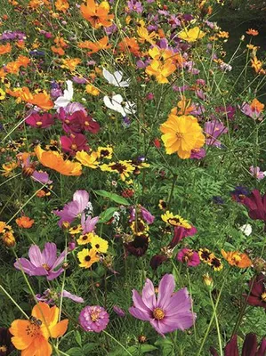 Produktbild von Schmetterlingsnektar Sommerblumenmischung