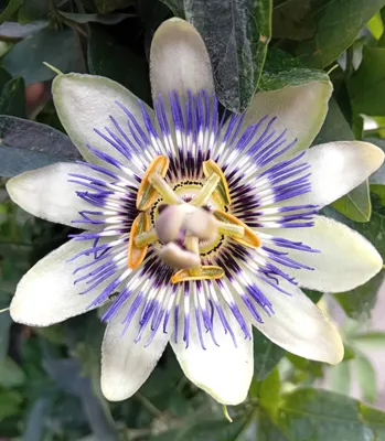Image de Passionsblume Passiflora Purple Haze 40 -60 cm violett
