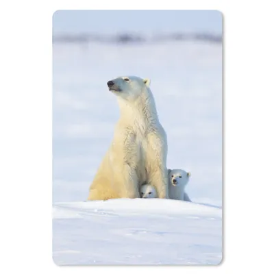 Produktbild von MuchoWow® Mauspad Mousepad Eisbär - Schnee - Jungtiere 18x27 cm - Mousepads - Maus Mat - Pad - Mausunterlage
