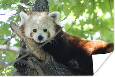 Produktbild von MuchoWow® Poster Roter Panda - Baum - Grün 180x120 cm - Fotoplakat