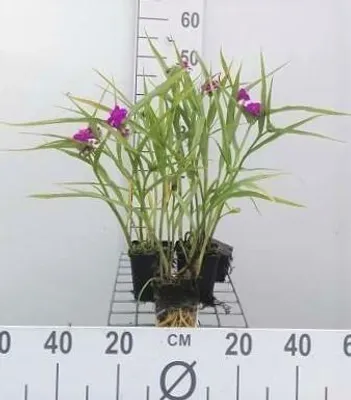 Obrázok produktu pre 6 x Tradescantia (a) 'Karminglut' - Tradescantia - kvetináč 9 x 9 cm