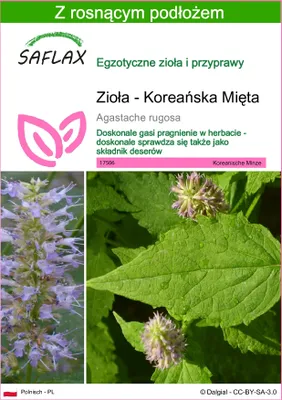 Zdjęcie produktu dla SAFLAX - Zioła - Koreańska Mięta - 1200 Nasiona - Z podłożem uprawowym wolnym od zarazków - Agastache rugosa