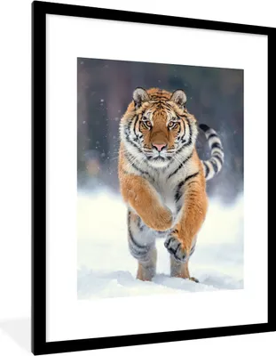 Produktbild von MuchoWow® Gerahmtes Poster Tiger - Landschaft - Schnee - Tiere 60x80 cm - Poster mit Schwarzem Bilderrahmen Wandposter Rahmen Foto Bilder - Wohnzimmer - Dekorationen - Prämie