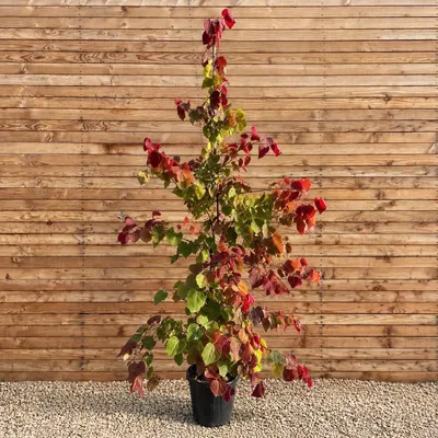 Produktbild von Amerikanischer Judasbaum Hochstamm Eternal Flame 200-250 cm, Stammumfang 8-10 cm - Cercis canadensis Hochstamm