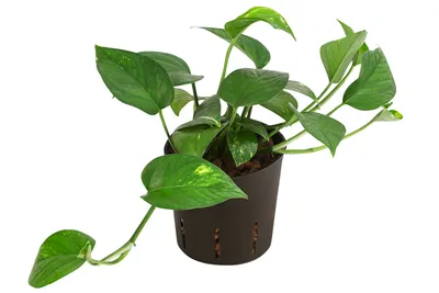Produktbild von Dehner Efeutute, Epipremnum aureum, rankend, zweifarbig, Hydrokultur, 20-25 cm inkl. Pflanzopf, Ø Topf 12 cm, Zimmerpflanze