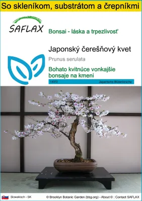 Produktbild von SAFLAX Kultivačný set - Japonský čerešňový kvet - Prunus serulata - 30 Semená - S mini skleníkom, pestovateľským substrátom a 2 črepníkmi