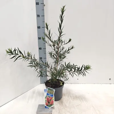 Image de Callistemon laevis - Callistémon | 30-40 cm en pot