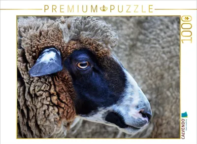 Produktbild von CALVENDO Puzzle Freundliches Schaf | 1000 Teile Lege-Größe 64x48cm Foto-Puzzle für glückliche Stunden
