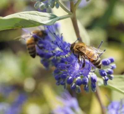 Produktbild von Bartblume `Kew Blue´ Bienennutzpflanzen