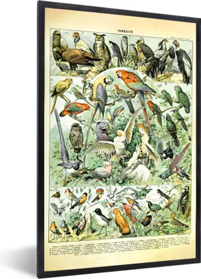 Produktbild von MuchoWow® Gerahmtes Poster Tiere - Vintage - Adolphe Millot - Vögel - Design 20x30 cm - Poster mit Schwarzem Bilderrahmen Wandposter Rahmen Foto Bilder - Drucken - Bilder Poster im Rahmen