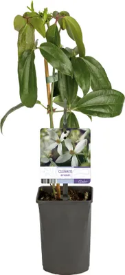 Image de Green boutiQ - Plante grimpante - Clématite armandii - Fleurs blanches - À feuillage persistant - Peu d'entretien - 1 plante en pot de 11 cm - Hauteur 40 cm