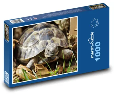 Obrázok produktu pre Puzzle 1000 Korytnačka v prírode - martinpuzzle