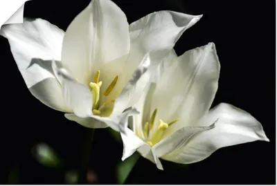 Produktbild von ARTland Poster Tulpen - weiß auf schwarz Größe: 120x80 cm