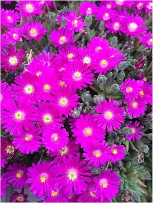 Produktbild von Stauden Gänge 10 x Delosperma cultorum 'Jewel of Desert Opal' - Mittagsblume/Eisblume Lila - Funkelnde Blüten für sonnige Beete