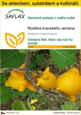 Obrázek produktu pro SAFLAX Kultivační sada - rostlina kravského vemena - Solanum mammosum - 10 Semena - S mini skleníkem, pěstebním substrátem a 2 květináči