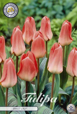 Artikelbild 2 von 'Tulpe Sweet Lady (7 Stück)' aus der Kategorie Tulpenzwiebeln